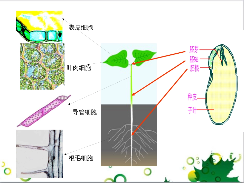 高中生物 专题5 生态工程 阶段复习课课件 新人教版选修3 (194)_第3页