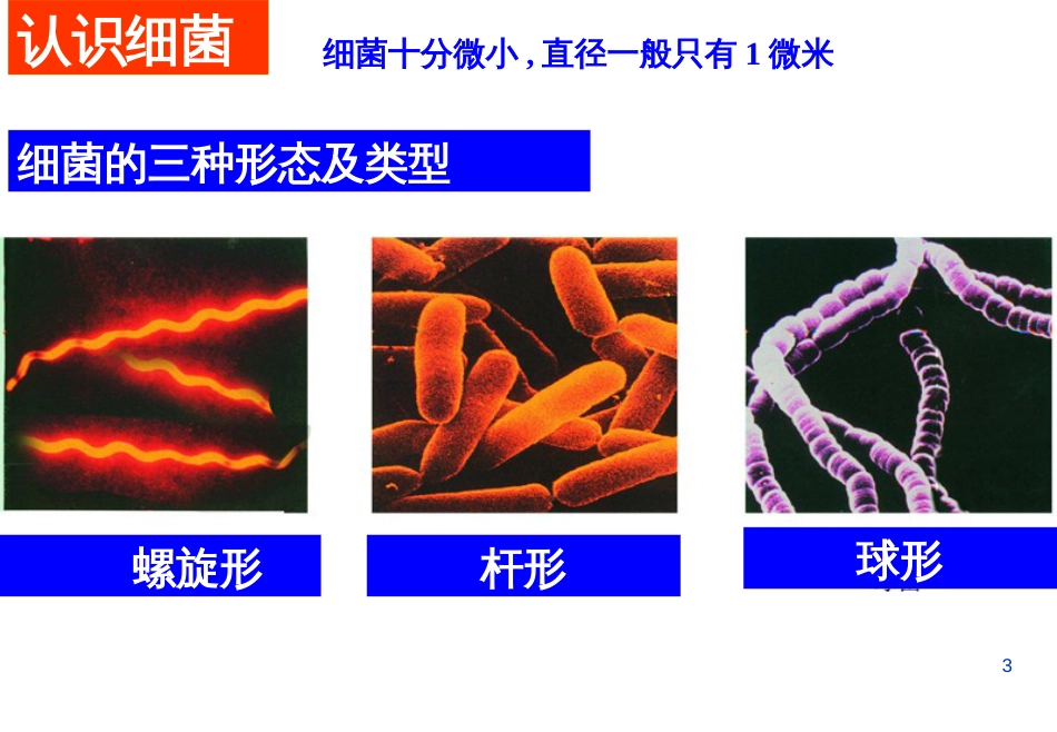 七年级生物下册 第五单元 第13章 土壤的生物 第2节 土壤里的微生物课件2 （新版）苏科版_第3页