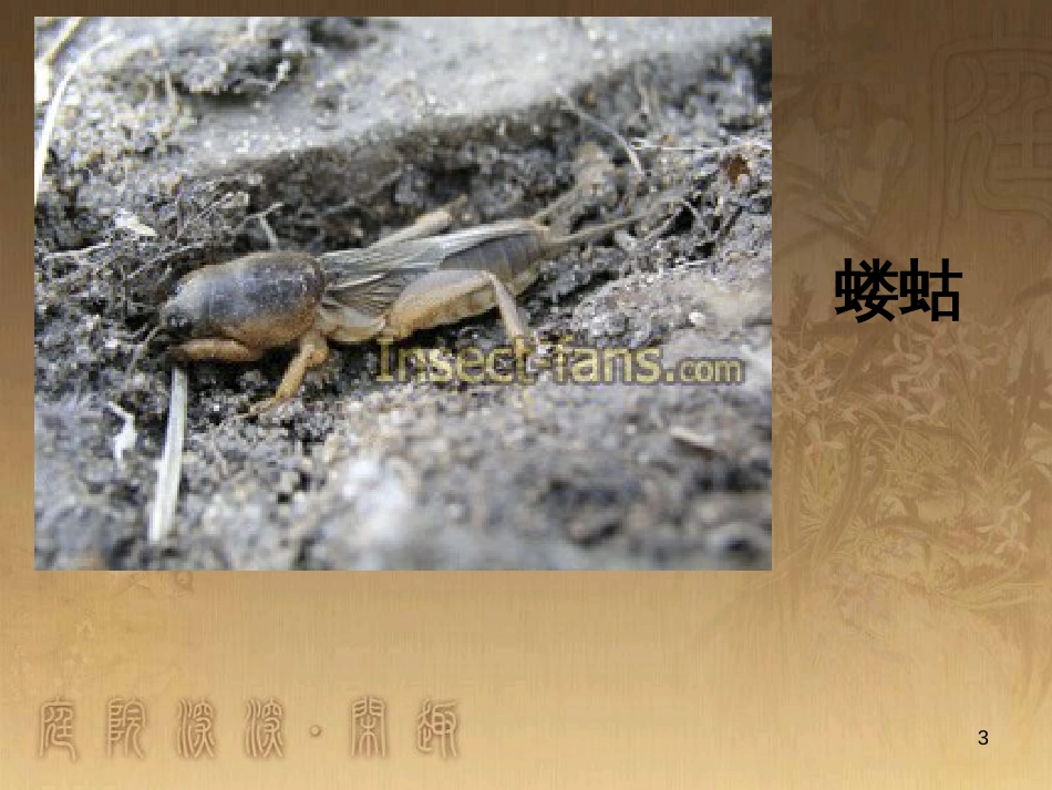 七年级生物下册 第五单元 第13章 土壤的生物 第1节 土壤里的小动物课件3 （新版）苏科版_第3页
