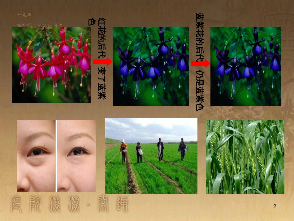 高中生物 专题2 细胞工程 2.2 动物细胞工程 动物细胞融合与单克隆抗体（第2课时）课件 新人教版选修3 (5)_第2页