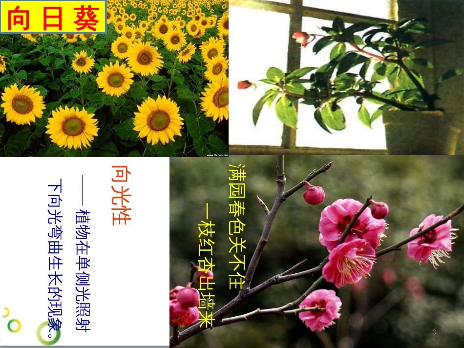 高中生物 专题5 生态工程 阶段复习课课件 新人教版选修3 (166)_第3页