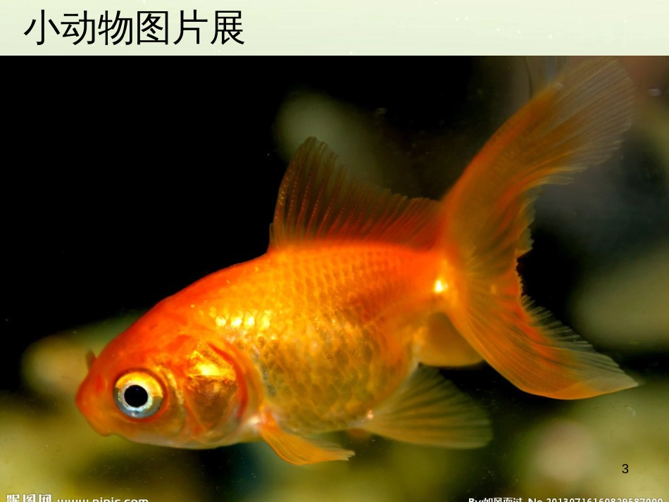 三年级科学上册 第二章 第1课 动物的食物课件1 新人教版 (77)_第3页