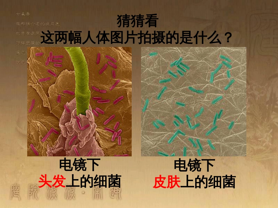 八年级生物上册 6.3 保护生物的多样性课件 （新版）新人教版 (23)_第1页