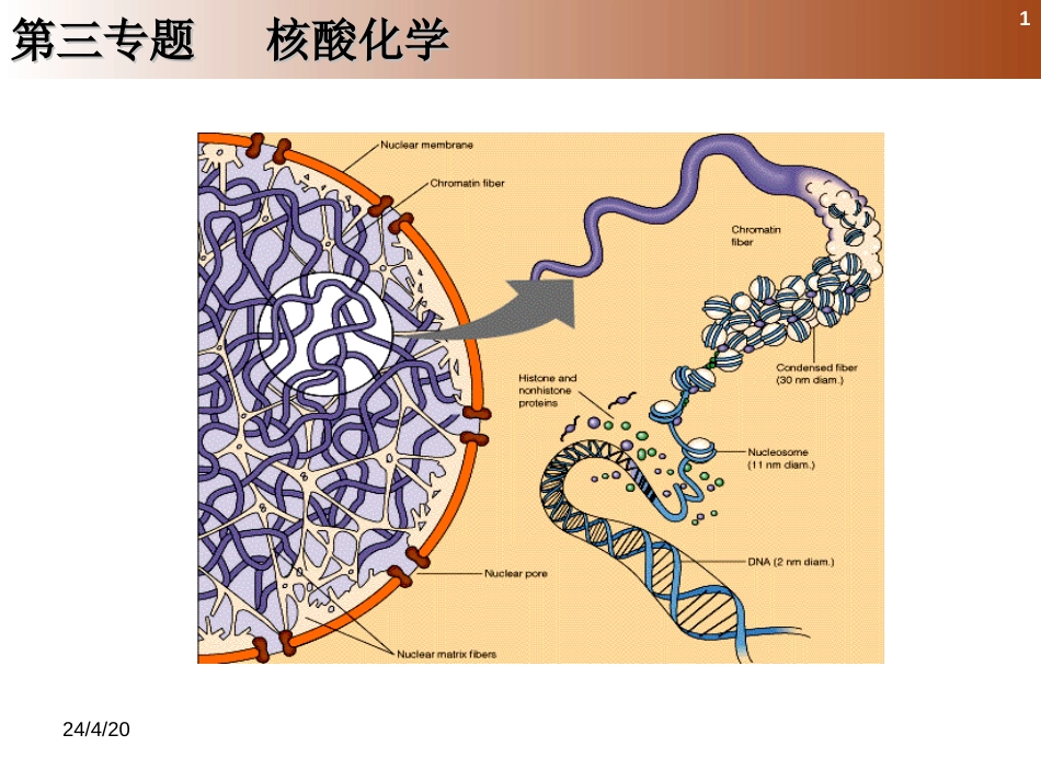 (5)--3.1 核酸的组成化学生物学导论_第1页