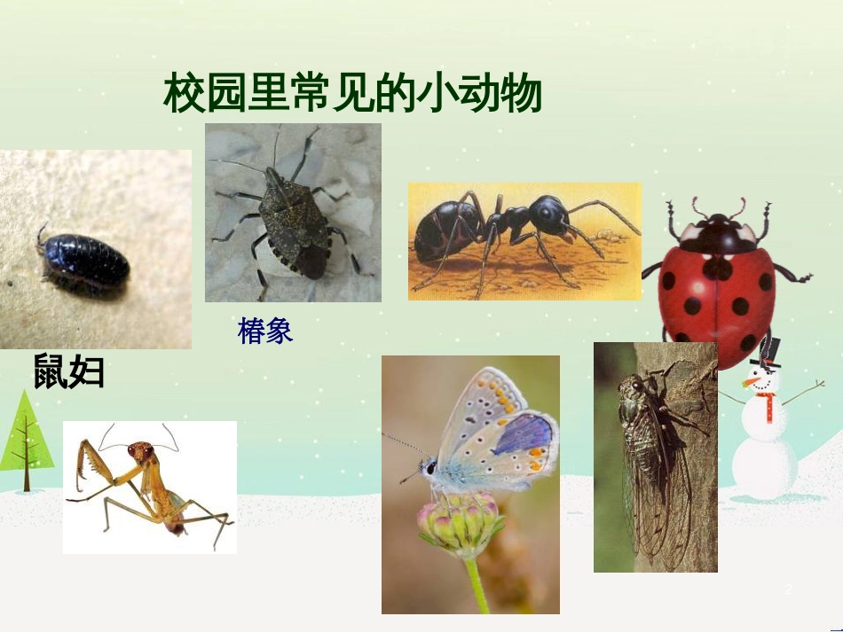 三年级科学上册 第二章 第1课 动物的食物课件1 新人教版 (55)_第2页