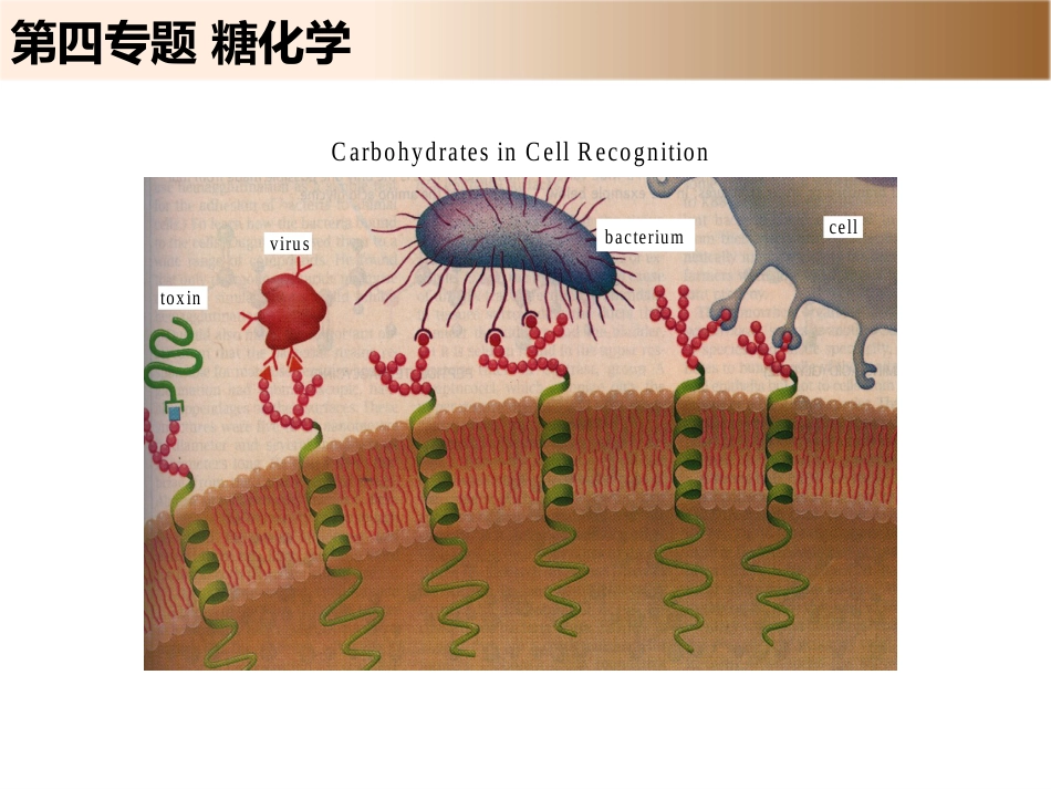 (8)--4.1 单糖与寡糖化学生物学导论_第1页