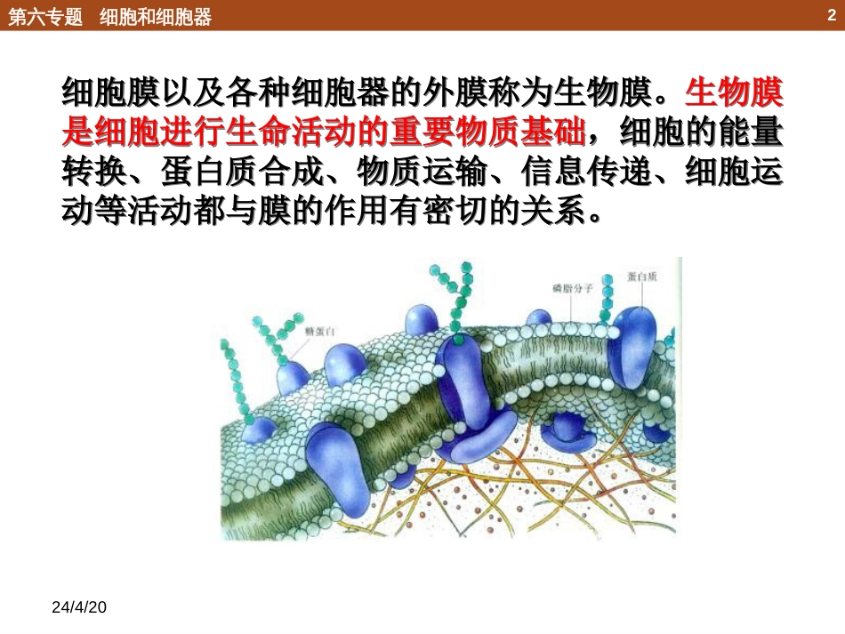 (13)--6.2 细胞膜的组成和结构_第2页