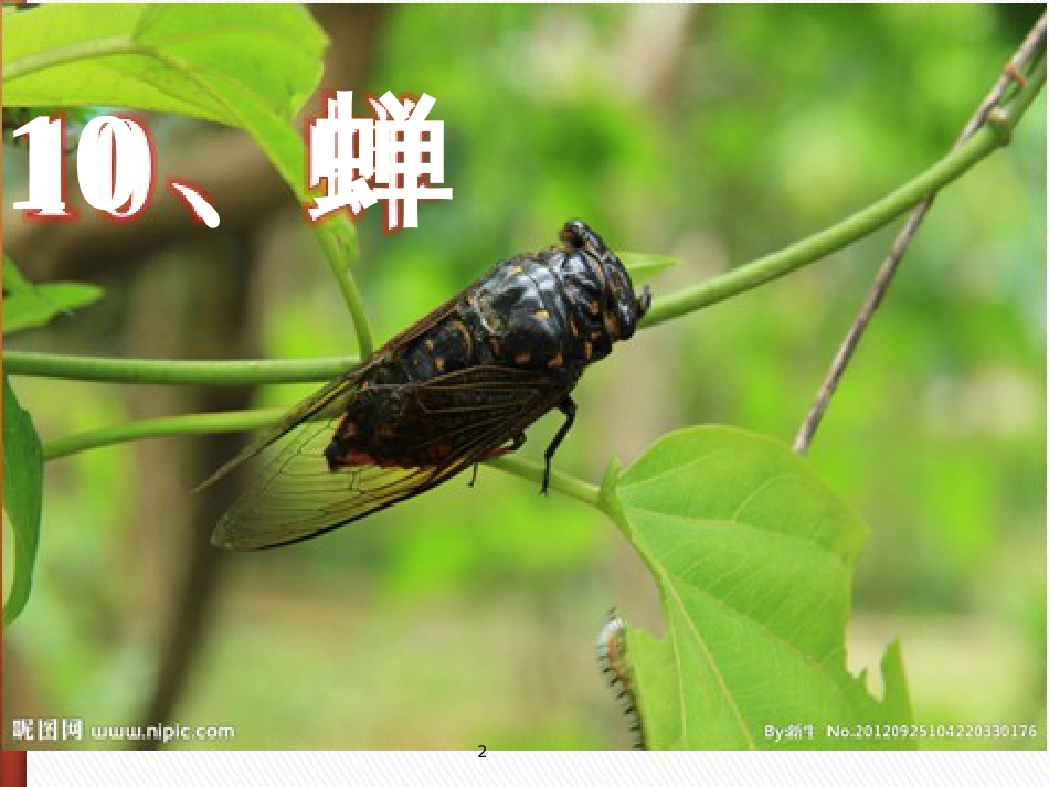 四年级语文上册 第四单元 蝉课件3 鄂教版_第2页