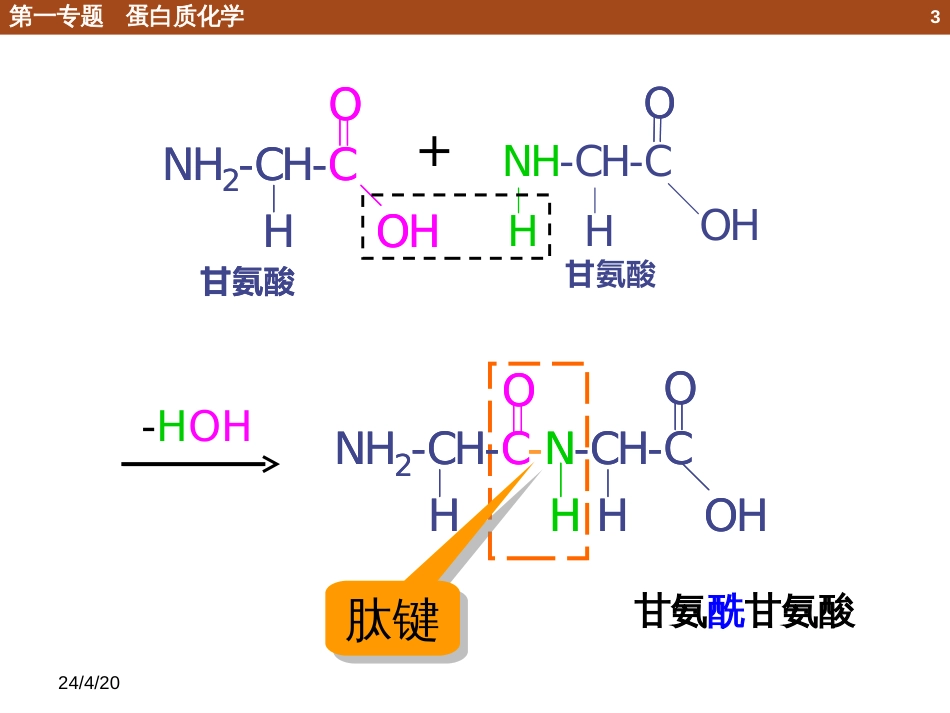 (36)--1.3.1 多肽的结构与性质_第3页