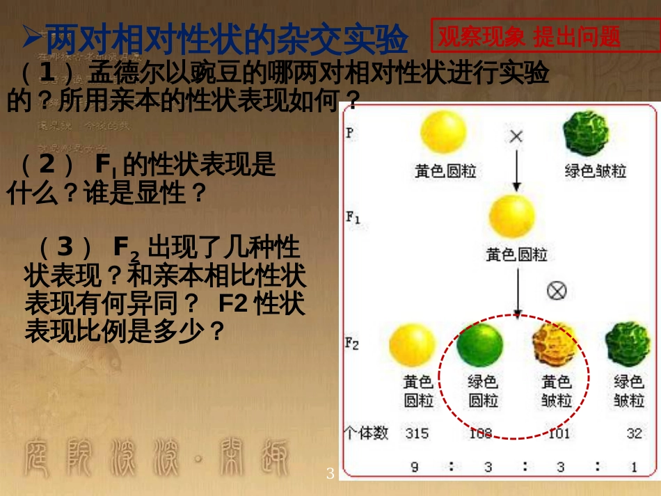 高中生物 第一章 遗传因子的发现 1.2 孟德尔的豌豆杂交实验（二）课件 新人教版必修2 (1)_第3页