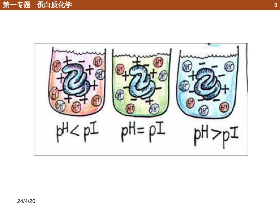 (45)--1.4.3 蛋白质性质_第3页