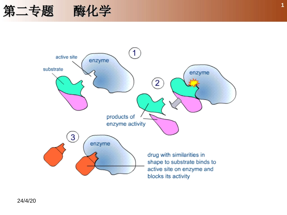 (49)--2.1.1 酶是生物催化剂_第1页