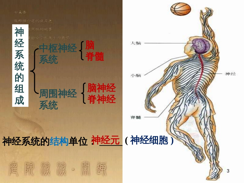 高中生物 第二章 动物生命活动的调节 2.2 神经系统的结构与功能课件 浙科版必修3 (1)_第3页