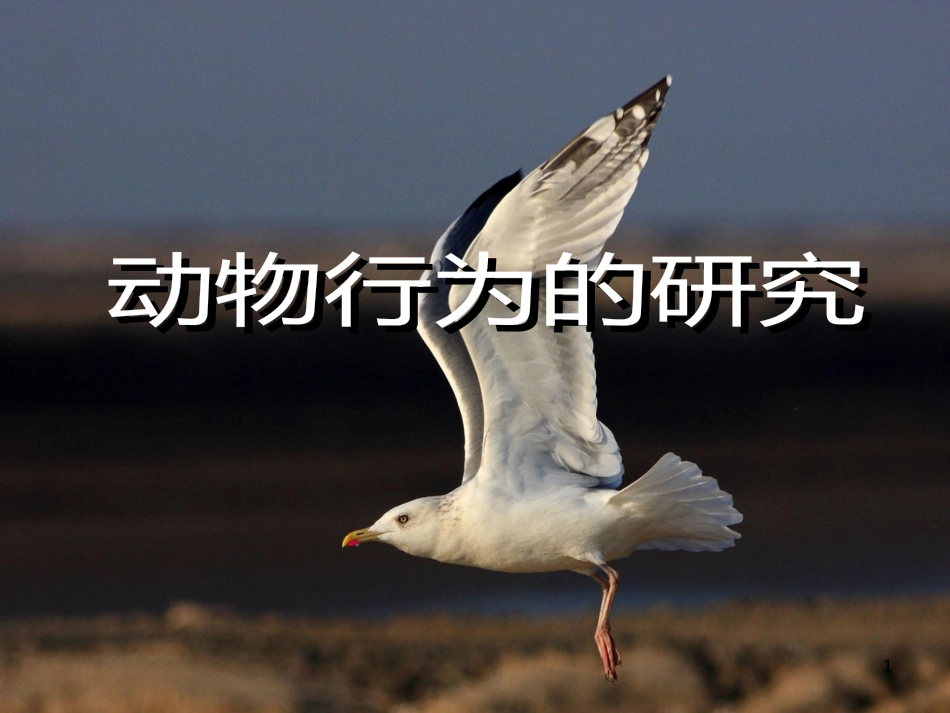 八年级生物上册 16.3《动物行为的研究》课件1 （新版）北师大版_第1页