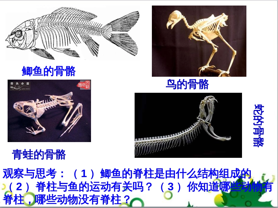 八年级生物上册 5.1.4《鱼》课件1 （新版）新人教版_第3页