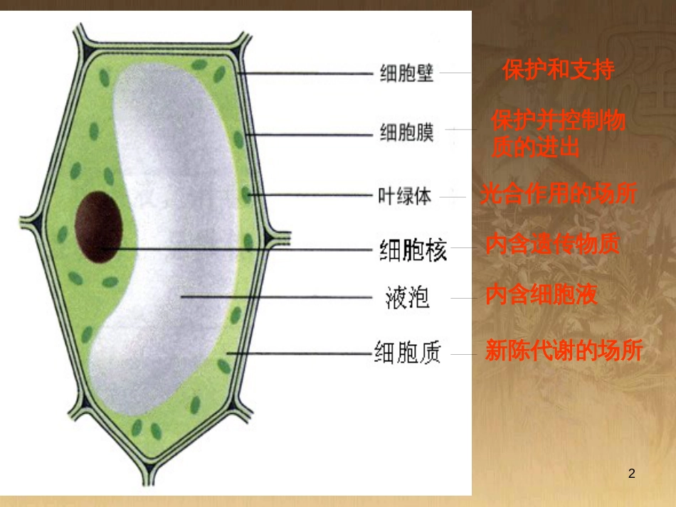七年级生物上册 第二单元 第一章 第一二节综合课件 （新版）新人教版 (1)_第2页