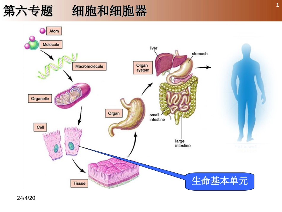 (89)--6.1.1 细胞基本结构_第1页