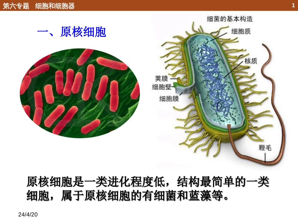 (91)--6.1.2 原核细胞化学生物学导论_第1页