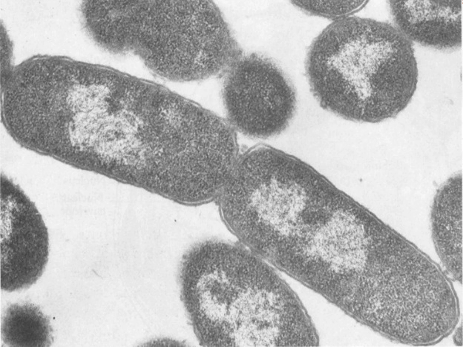 (91)--6.1.2 原核细胞化学生物学导论_第3页