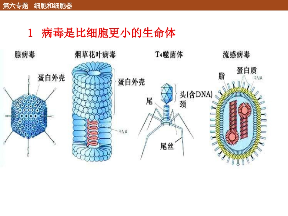 (96)--6.1.4 病毒化学生物学导论_第2页