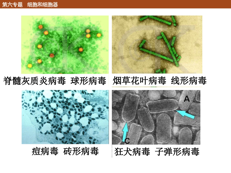 (96)--6.1.4 病毒化学生物学导论_第3页