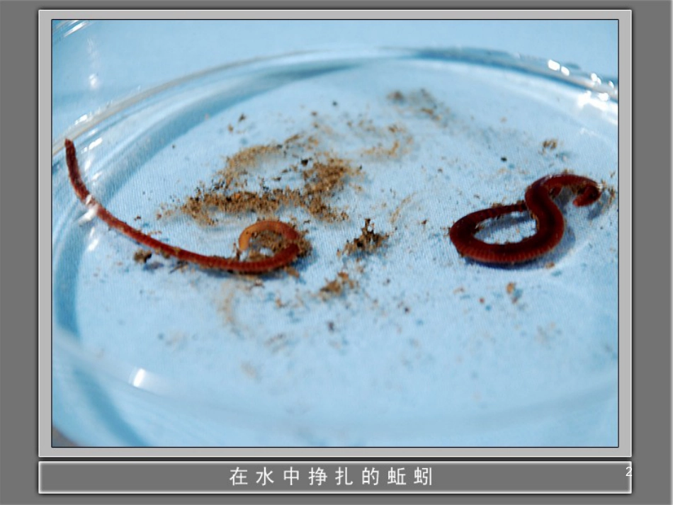 三年级科学上册 第二章 第1课 动物的食物课件1 新人教版 (57)_第2页