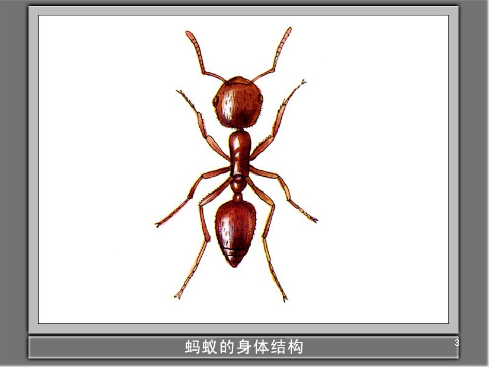 三年级科学上册 第二章 第1课 动物的食物课件1 新人教版 (57)_第3页