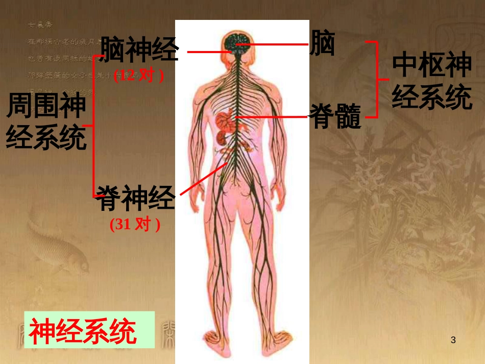 五年级科学上册 第9课 脑与神经课件3 青岛版_第3页