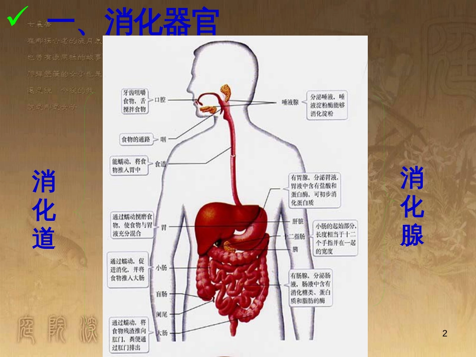 五年级科学上册 第6课 食物到哪里去了课件2 青岛版_第2页