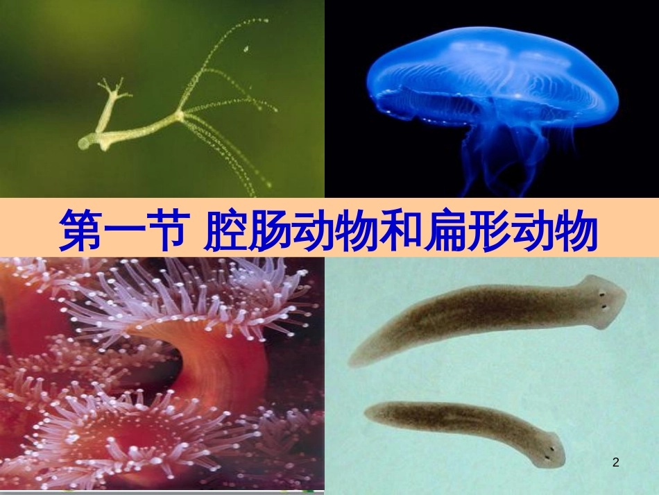 八年级生物上册 5.1.1《腔肠动物和扁形动物》课件1 （新版）新人教版_第2页