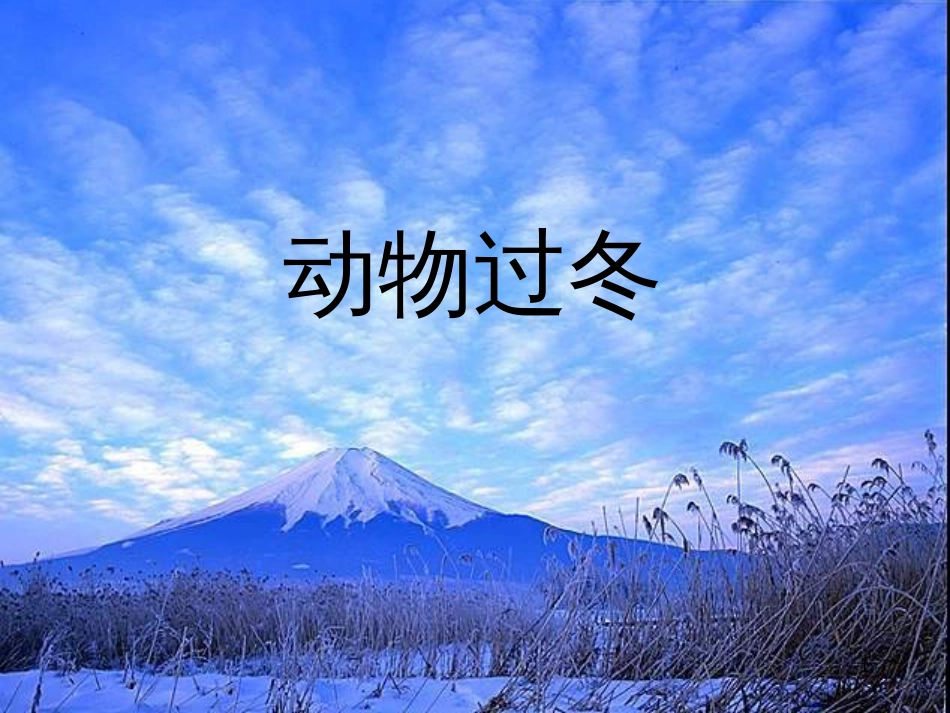 二年级语文上册 动物过冬课件3 浙教版_第1页