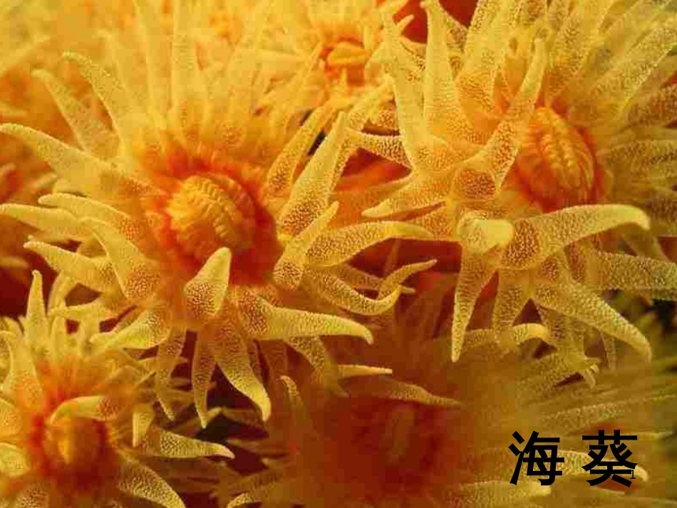 八年级生物上册 6.3 保护生物的多样性课件 （新版）新人教版 (15)_第1页