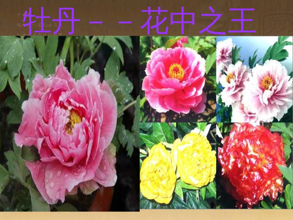 七年级生物上册 第二单元 第一章 第一二节综合课件 （新版）新人教版 (221)_第1页