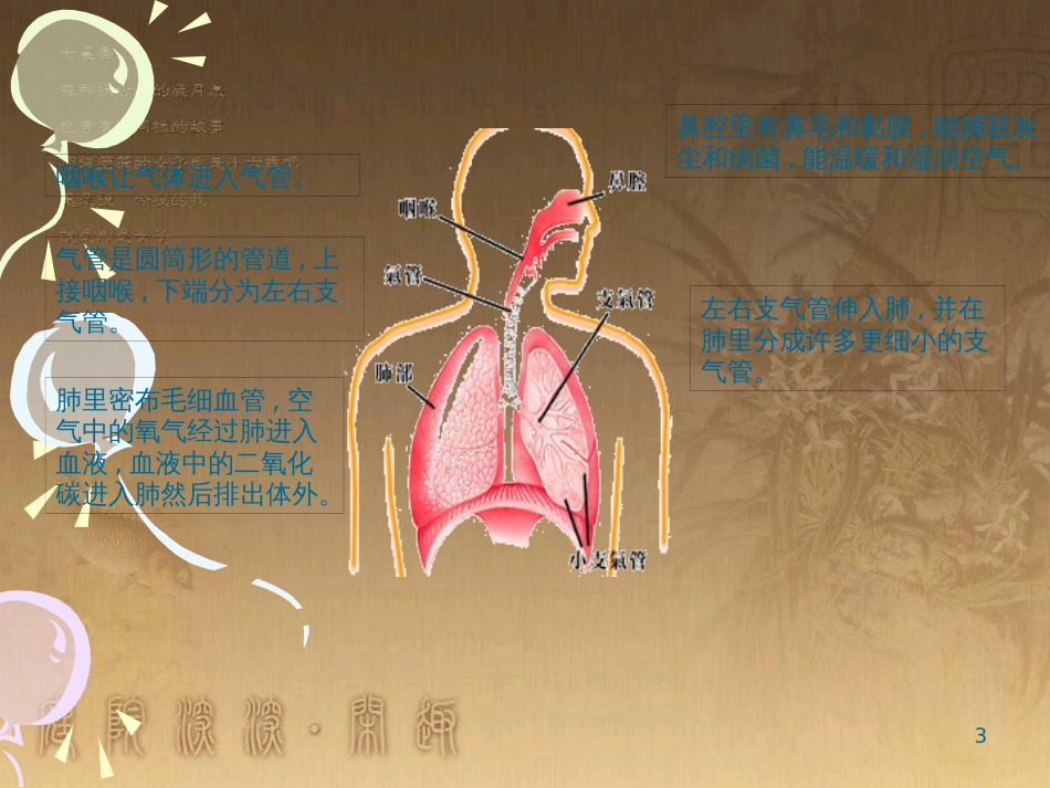 五年级科学上册 第7课 我们的呼吸课件1 青岛版_第3页