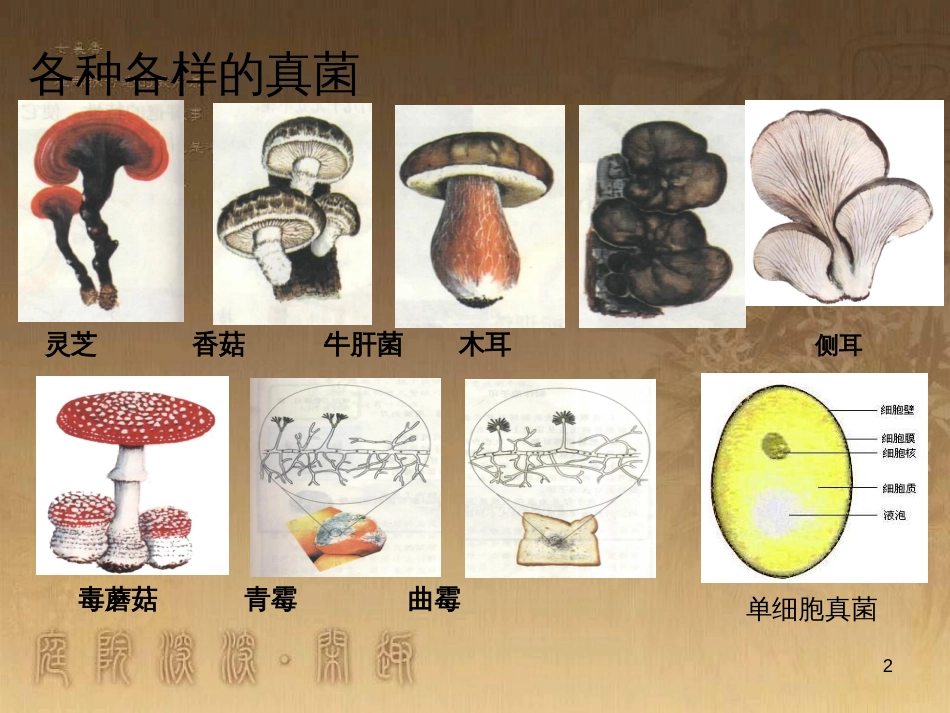 八年级生物上册 6.3 保护生物的多样性课件 （新版）新人教版 (24)_第2页