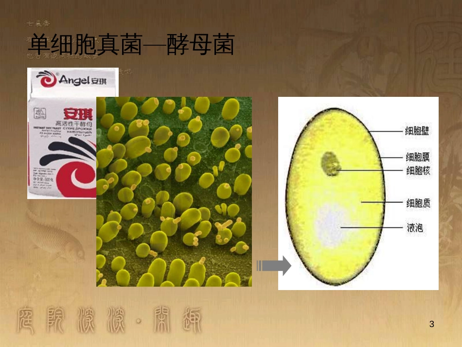 八年级生物上册 6.3 保护生物的多样性课件 （新版）新人教版 (24)_第3页