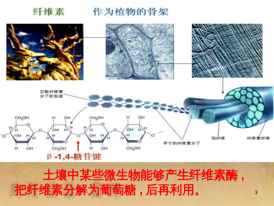 高中生物 第一章 传统发酵技术的应用 1.2 腐乳的制作课件 新人教版选修1 (7)_第3页