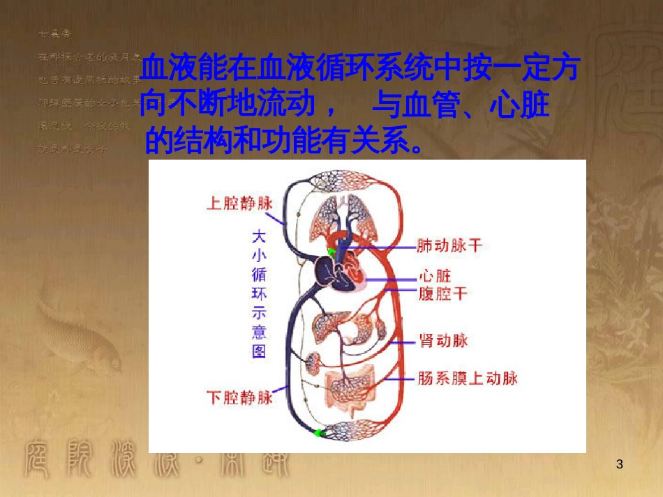 五年级科学上册 第8课 心脏和血管课件3 青岛版_第3页