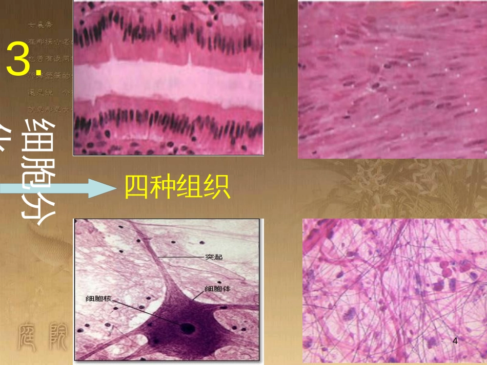七年级生物上册 第二单元 第一章 第一二节综合课件 （新版）新人教版 (216)_第3页