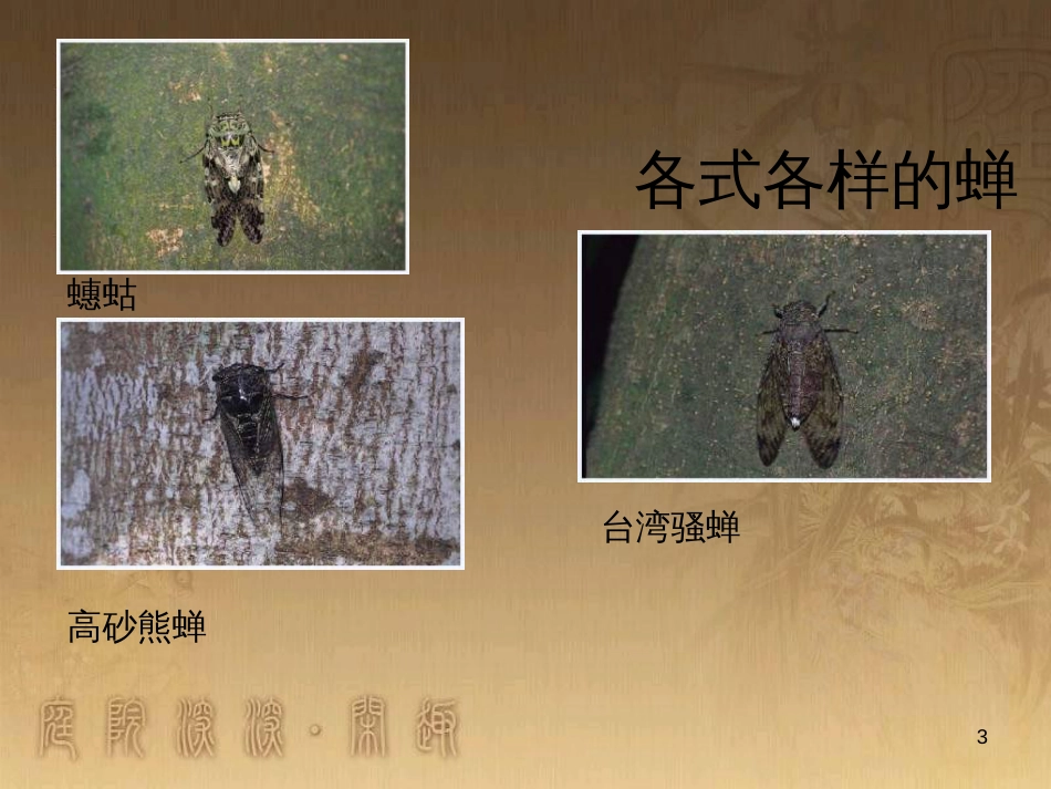 四年级语文上册 第四单元 蝉课件2 鄂教版_第3页