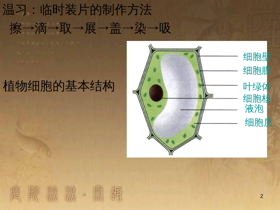 七年级生物上册 第二单元 第一章 第一二节综合课件 （新版）新人教版 (212)_第2页