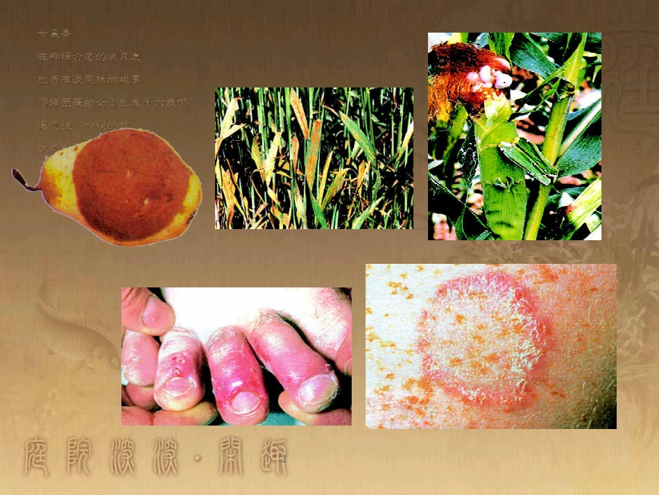 八年级生物上册 6.3 保护生物的多样性课件 （新版）新人教版 (26)_第1页