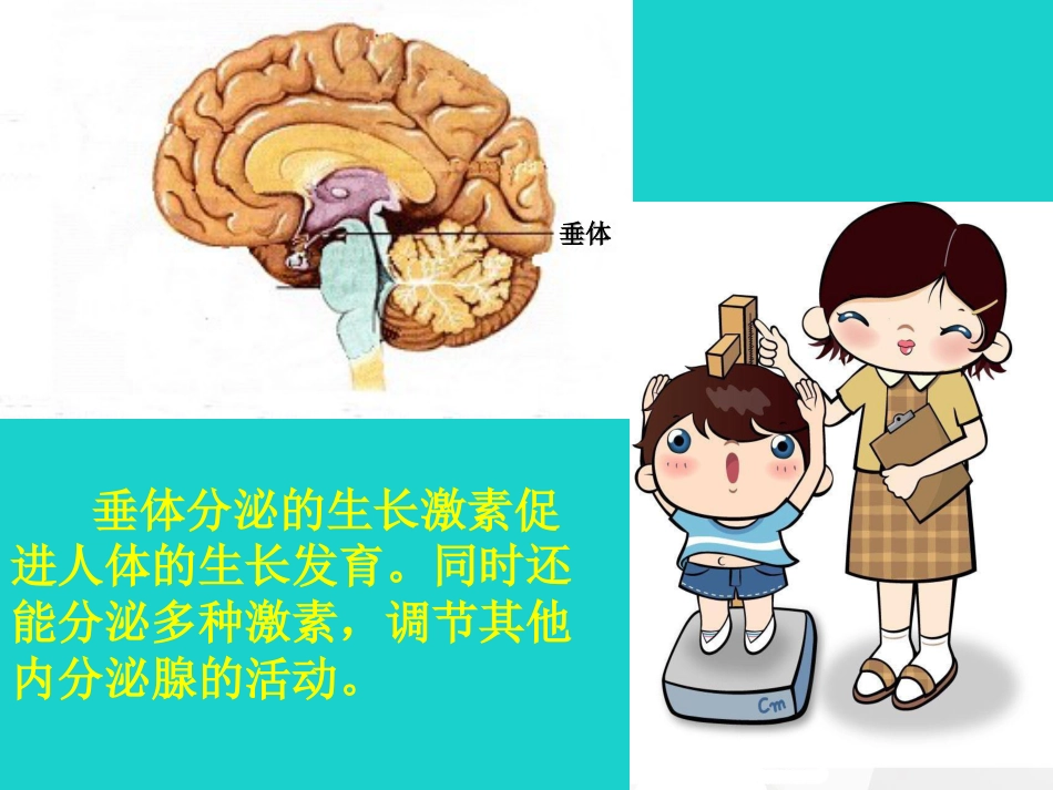七年级生物下册 第四单元 第一章 第二节 人的生殖 人体主要内分泌腺及分泌的激素的作用课件 （新版）新人教版_第2页