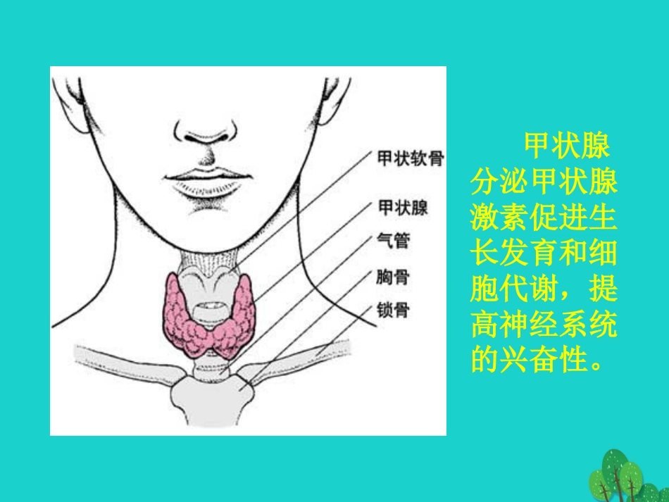 七年级生物下册 第四单元 第一章 第二节 人的生殖 人体主要内分泌腺及分泌的激素的作用课件 （新版）新人教版_第3页