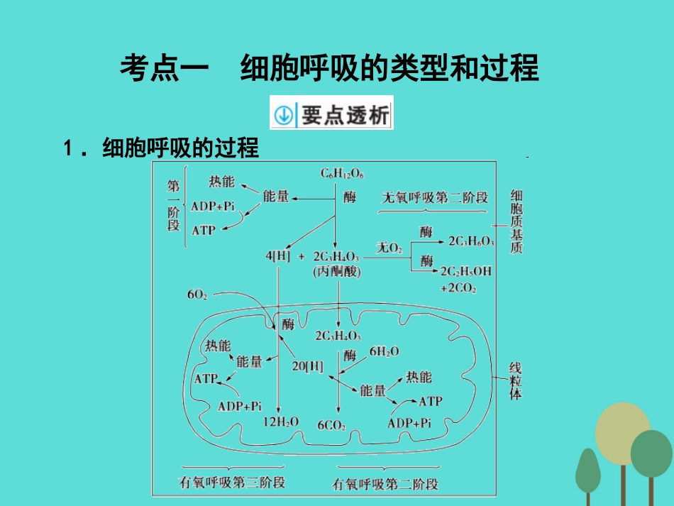 年高考生物一轮复习 第3单元 细胞的能量供应和利用 第9讲 细胞呼吸课件_第2页