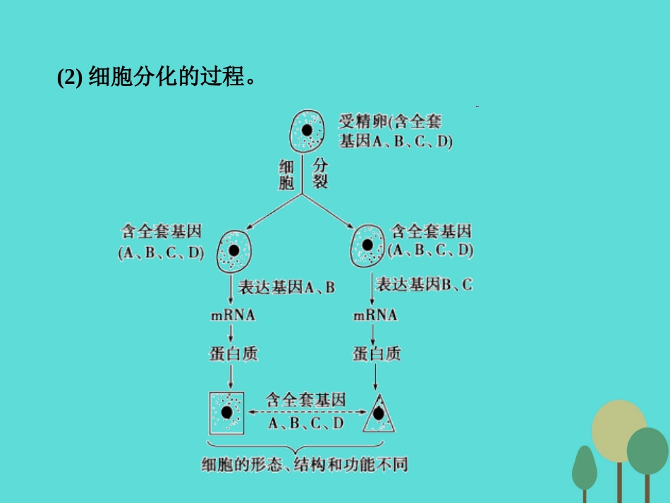 年高考生物一轮复习 第4单元 细胞的生命历程 第13讲 细胞的分化、衰老、凋亡和癌变课件_第3页