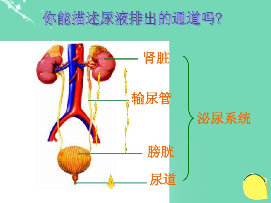 安徽省桐城市嬉子湖中心学校七年级生物下册 4.5 人体内废物的排出课件 （新版）新人教版_第3页