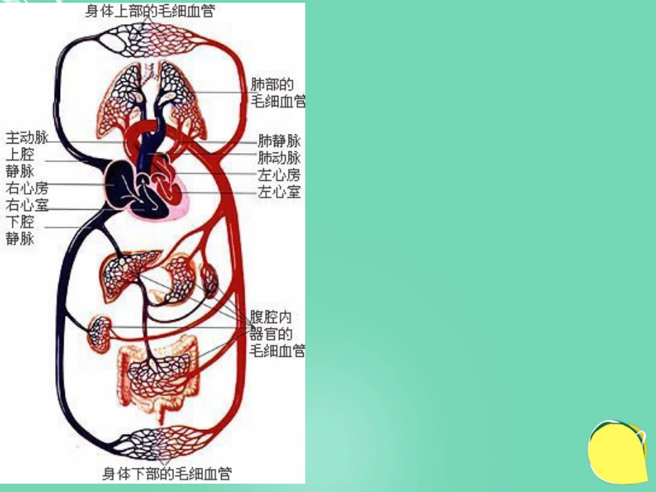 安徽省桐城市嬉子湖中心学校七年级生物下册 4.4.4 输血与血型课件 （新版）新人教版_第3页