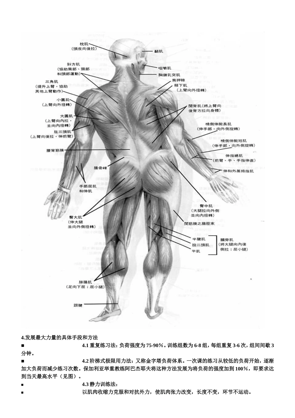 力量训练原理及方法[共18页]_第3页