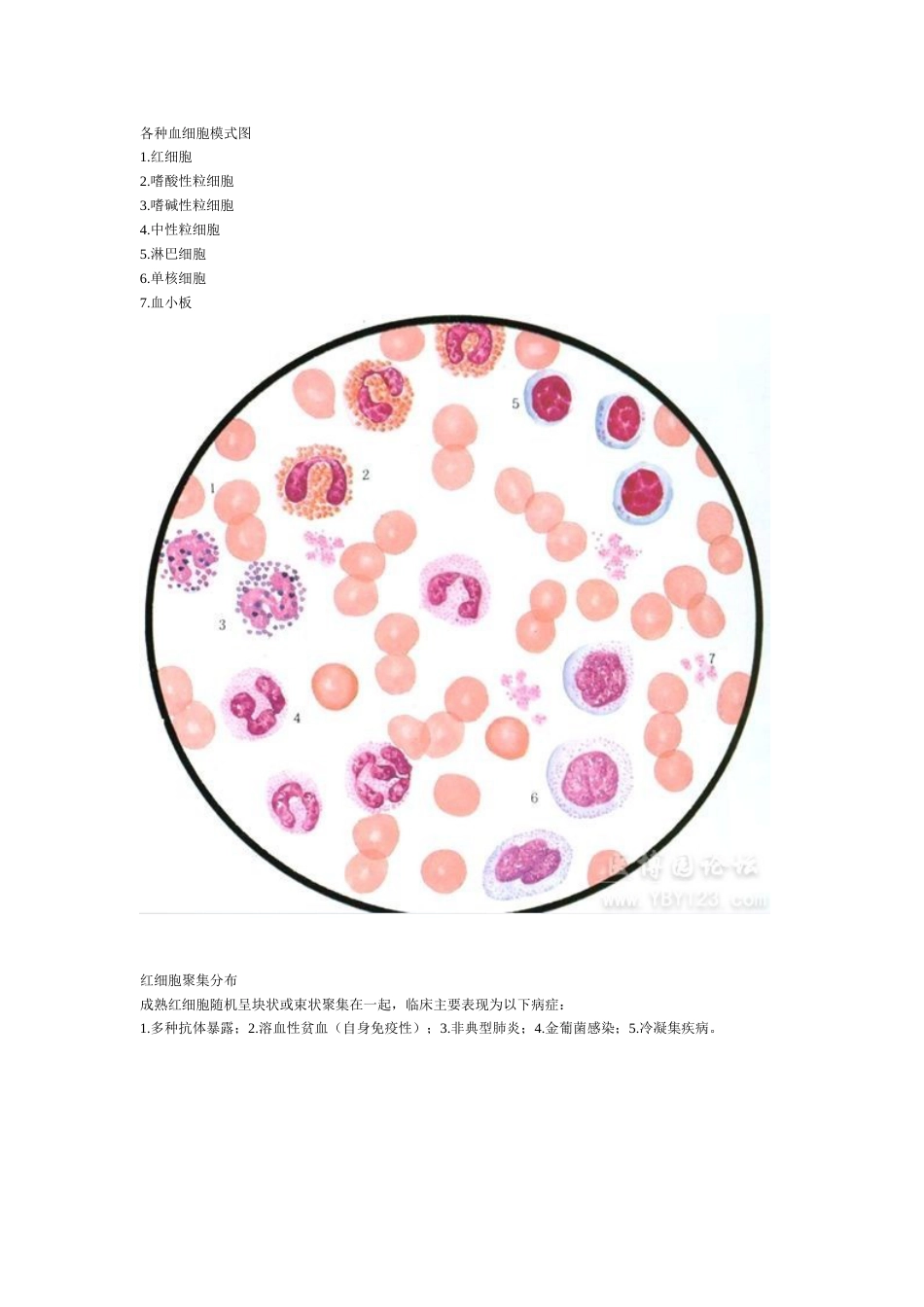 各种血细胞模式图[共11页]_第1页